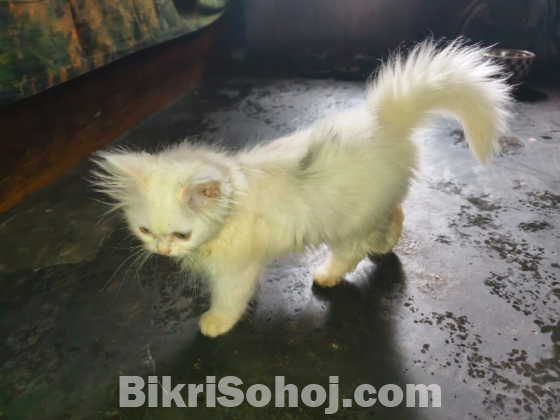 পারসিয়ান বিড়াল